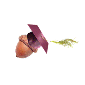 acorn with hat